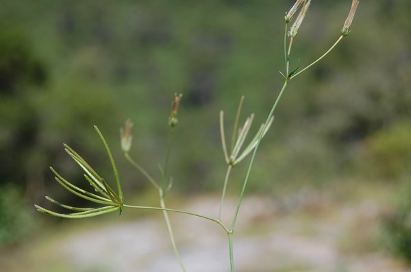 Scandix australis4 [1600x1200].JPG
