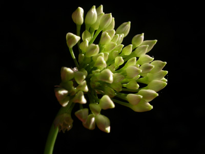 Allium 2.jpg