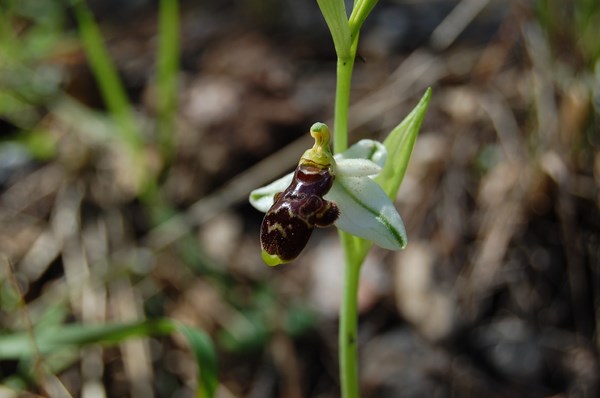 Ophrys philippii2 [1600x1200].JPG