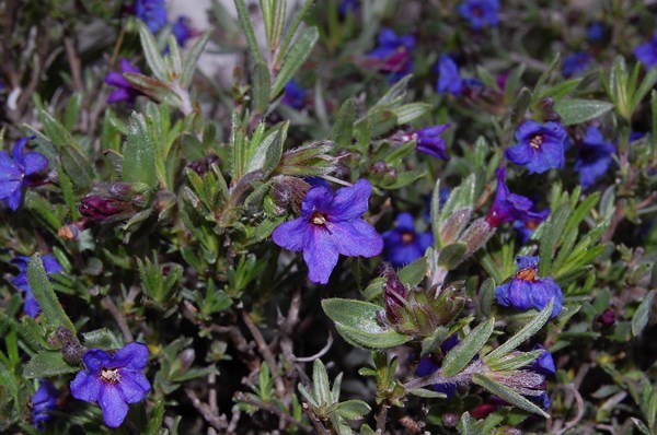 Lithodora fruticosa7 [1600x1200].JPG