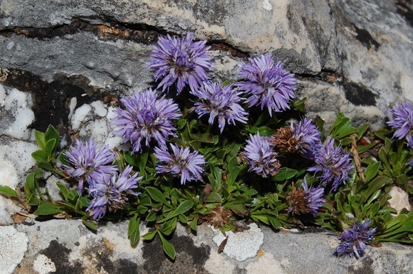 Globularia repens [1600x1200].JPG