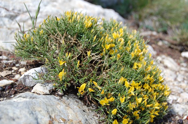 Genista lobelii4 [1600x1200].JPG