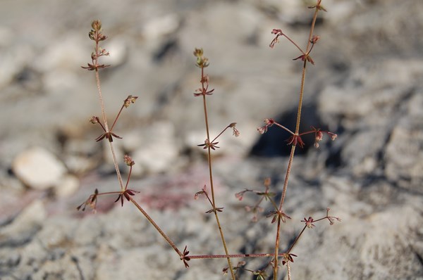 Galium parisiense divaricatum7 [1600x1200].JPG