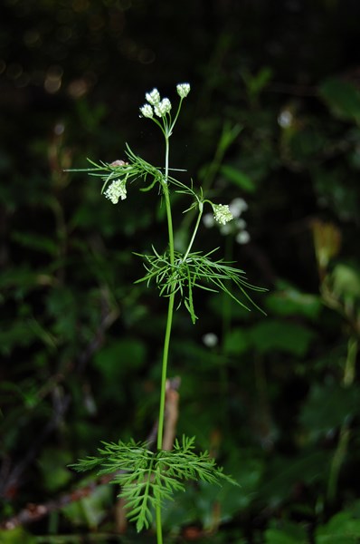 Conopodium majus4 [1600x1200].JPG