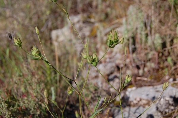 Bupleurum baldense3 [1600x1200].JPG