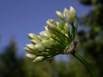 Allium 3.jpg