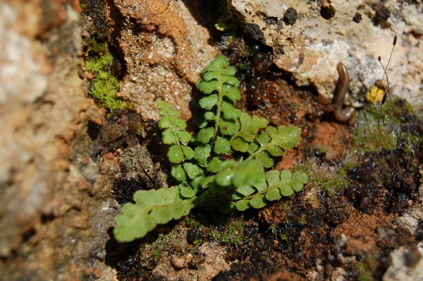 Asplenium petrarchae9 [1600x1200].JPG