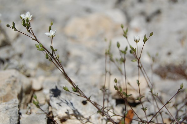 Arenaria provincialis2 [1600x1200].JPG