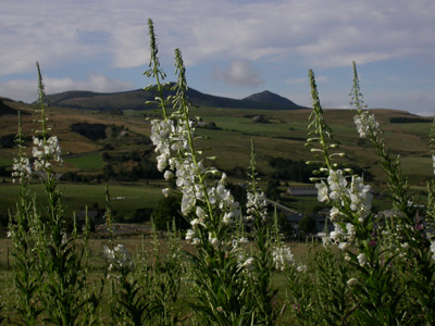 Epilobium albinos 1.JPG