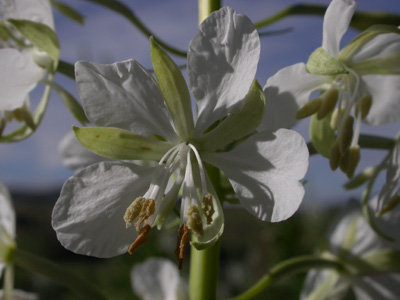 Epilobium albinos 2.JPG