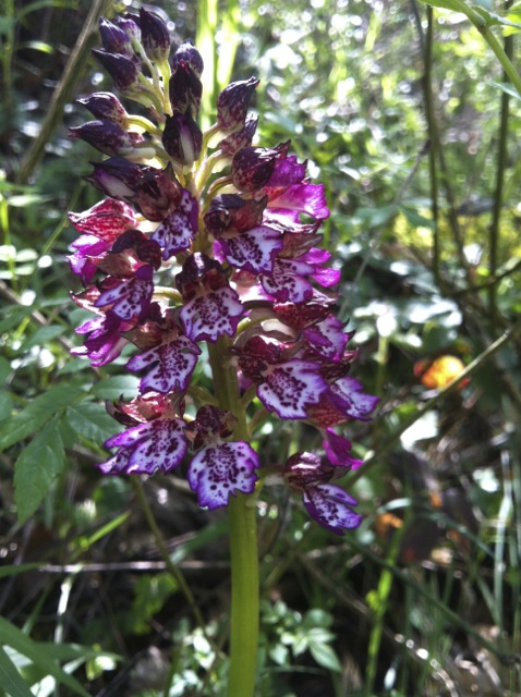 Orchis purpurea