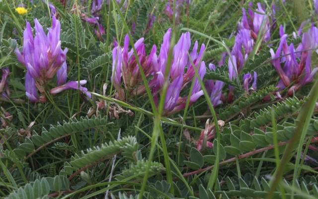 Astragalus monspessulanus L. subsp. monspessulanus