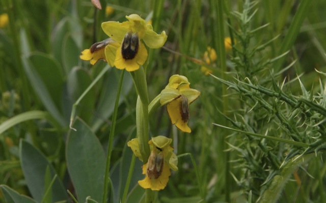 Ophrys lutea