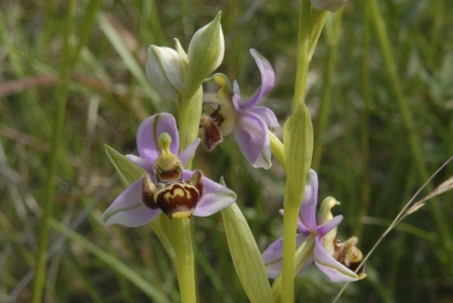 Ophrys scolopax