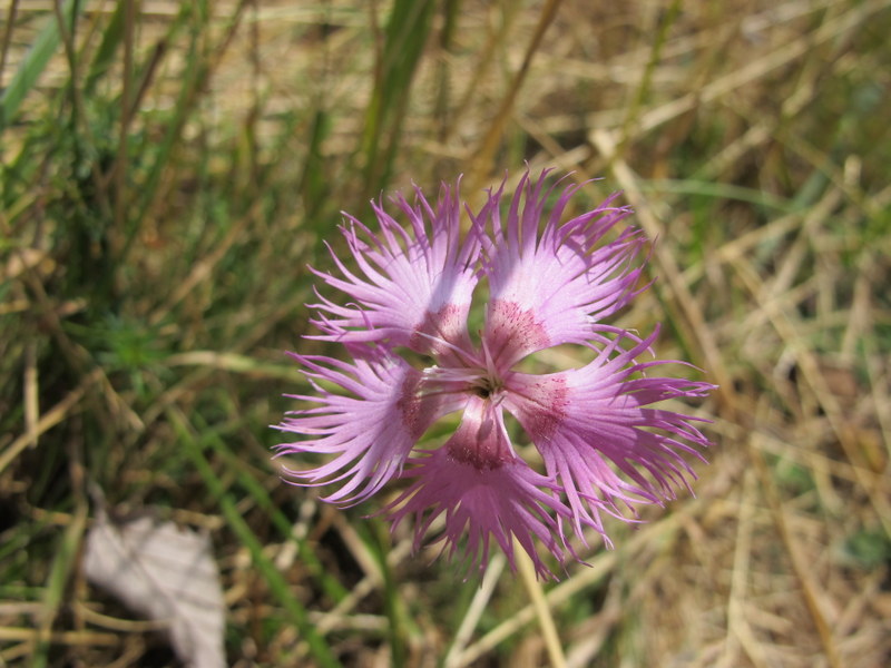 auvergne 112.JPG