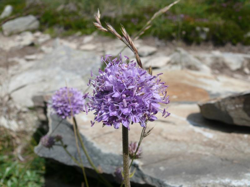 fleur bleu.jpg