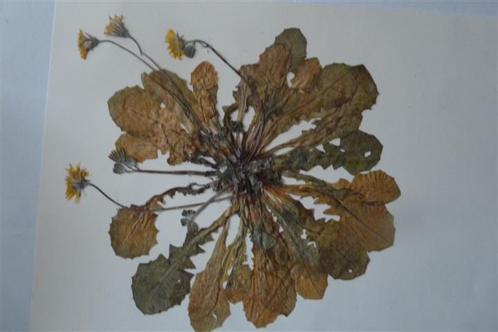 P1060393 (Small).JPG