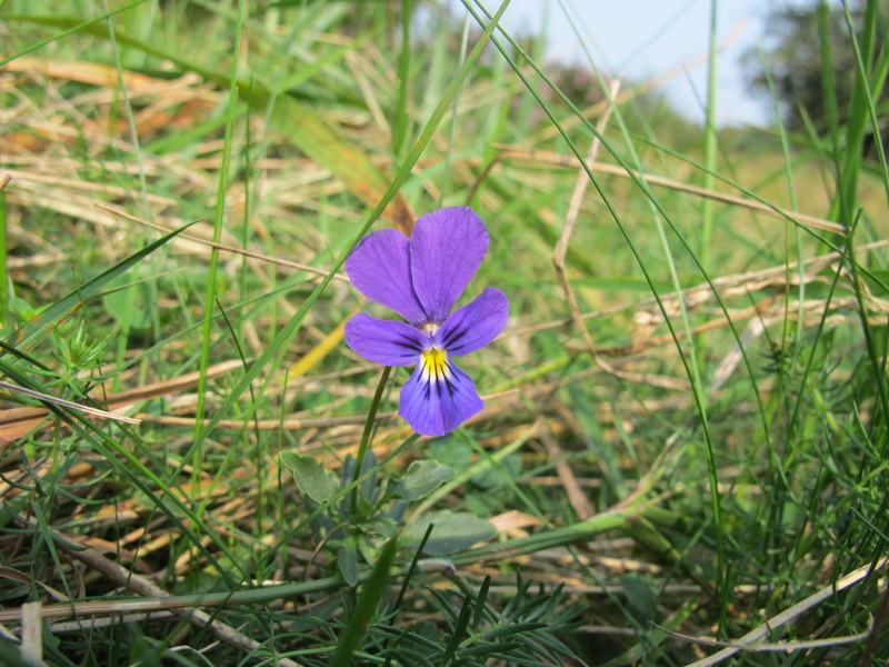 auvergne 180.JPG