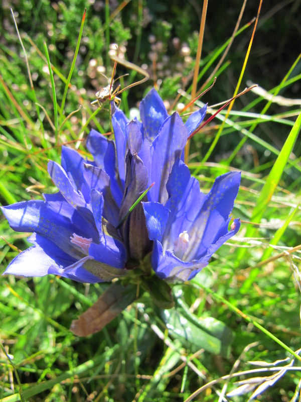 auvergne 520.JPG