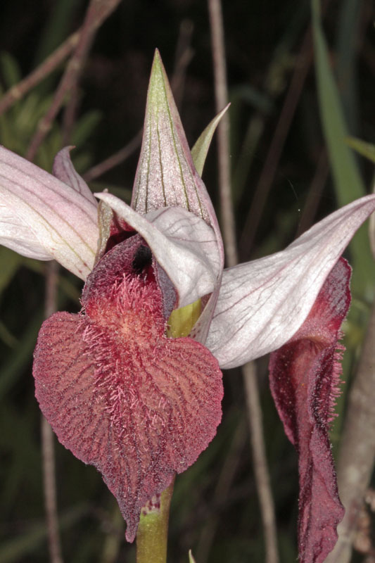 Orchidées - Serapias cordigera rec.jpg