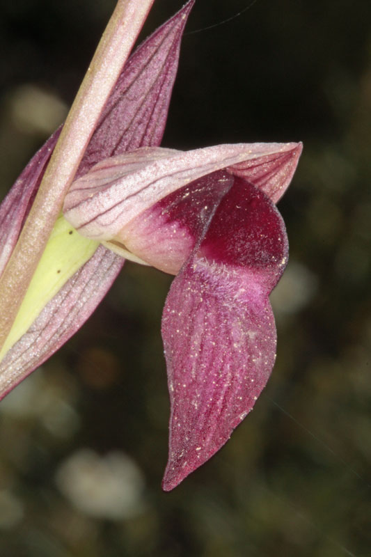 Orchidées - Serapias lingua red1.jpg