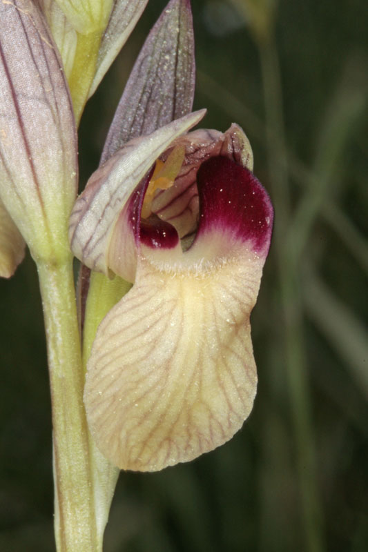 Orchidées - Serapias lingua red2.jpg