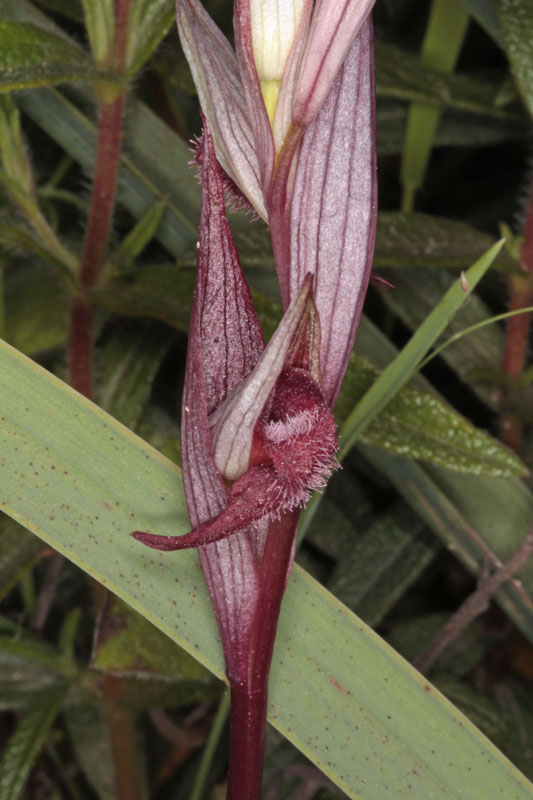 Orchidées - Serapias olbia red.jpg