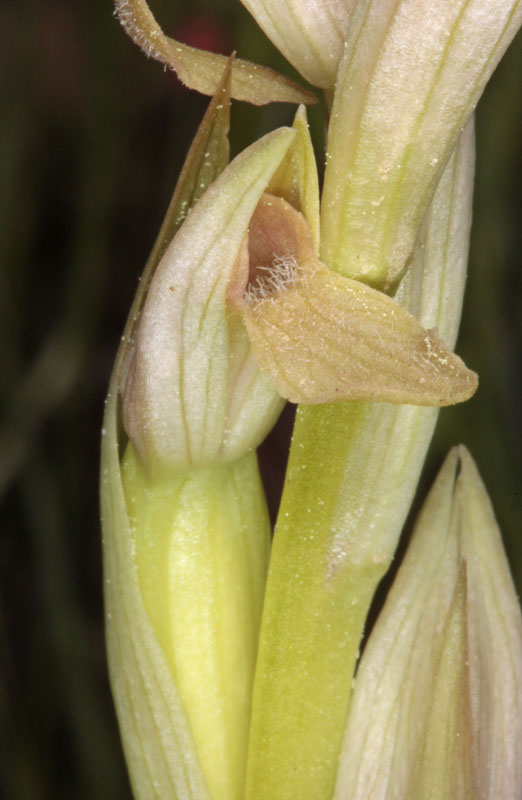 Orchidées - Serapias parviflora red.jpg