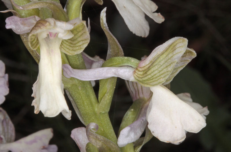 Orchidées - Anacamptis (= Orchis) morio ssp albina red.jpg