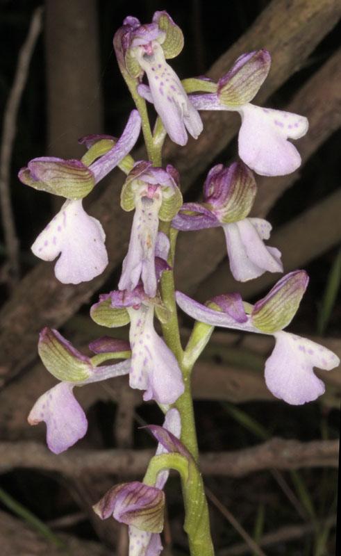 Orchidées - Anacamptis (= Orchis) morio ssp morio RED 2.jpg