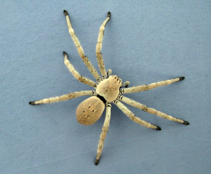 Arachnidès - Araignée - Côte omanaise red2.jpg