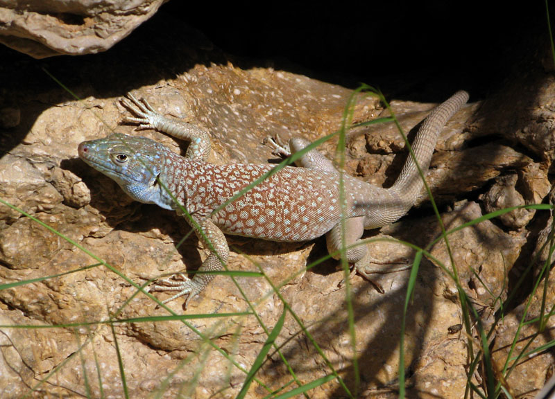 Lezard 2 - Oman red.jpg