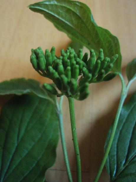 DSC01012.jpg
