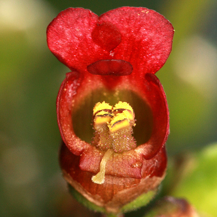 rose45c.jpg