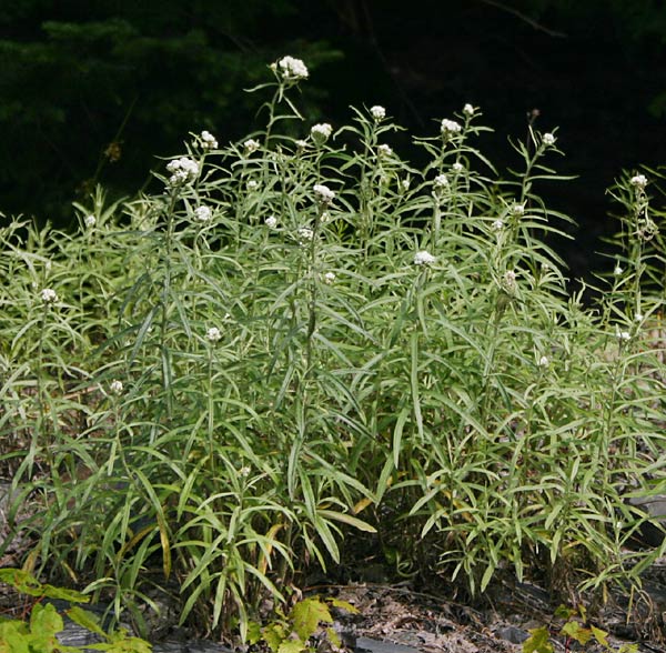 anaphalismargaritacea1.jpg