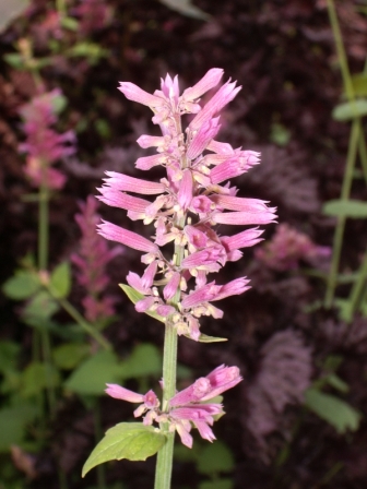 l'inflorescence