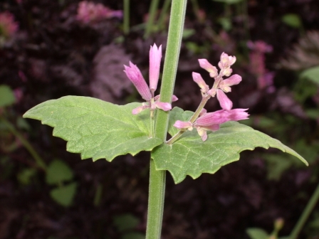les feuilles et fleurs