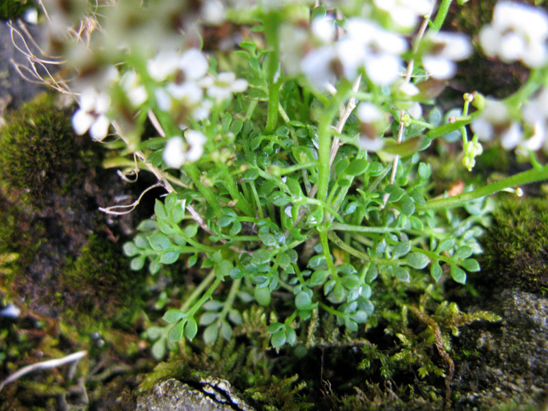 Brassicacées - X 1 - Roumanie  3.jpg