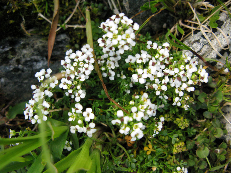 Brassicacées - X 1 - Roumanie red 1.jpg