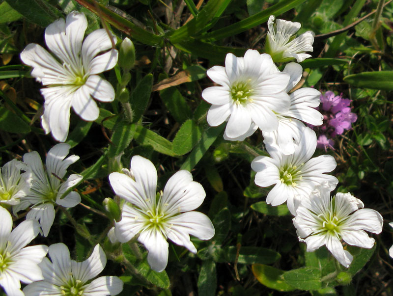 Caryophyllacées - Cerastium sp - Red.jpg