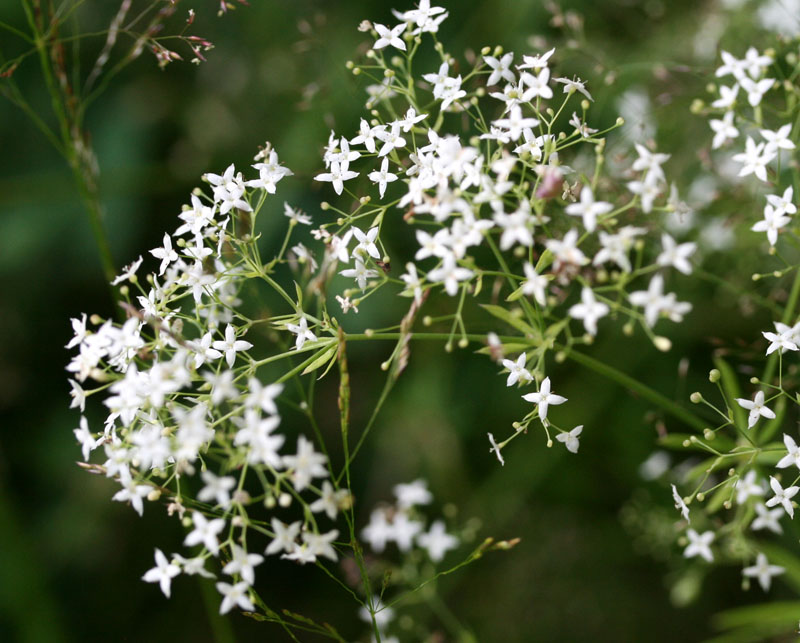 Rubiacées - Galium sp 1 - Roumanie red 1.jpg