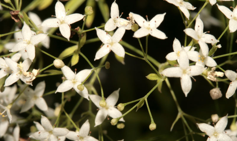 Rubiacées - Galium sp 1 - Roumanie red 2.jpg
