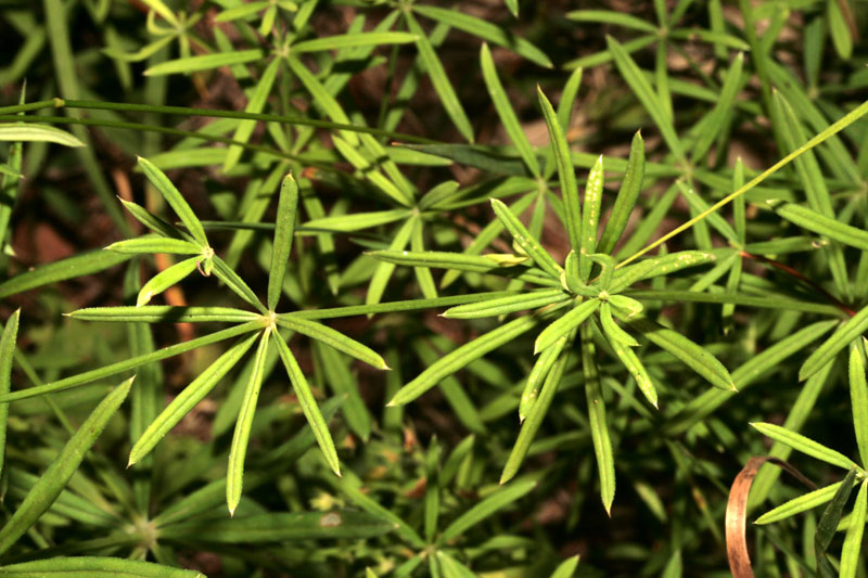 Rubiacées - Galium sp 1 - Roumanie red 3.jpg