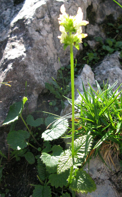 Lamiacées - Stachys sp - Autrichie red 1.jpg