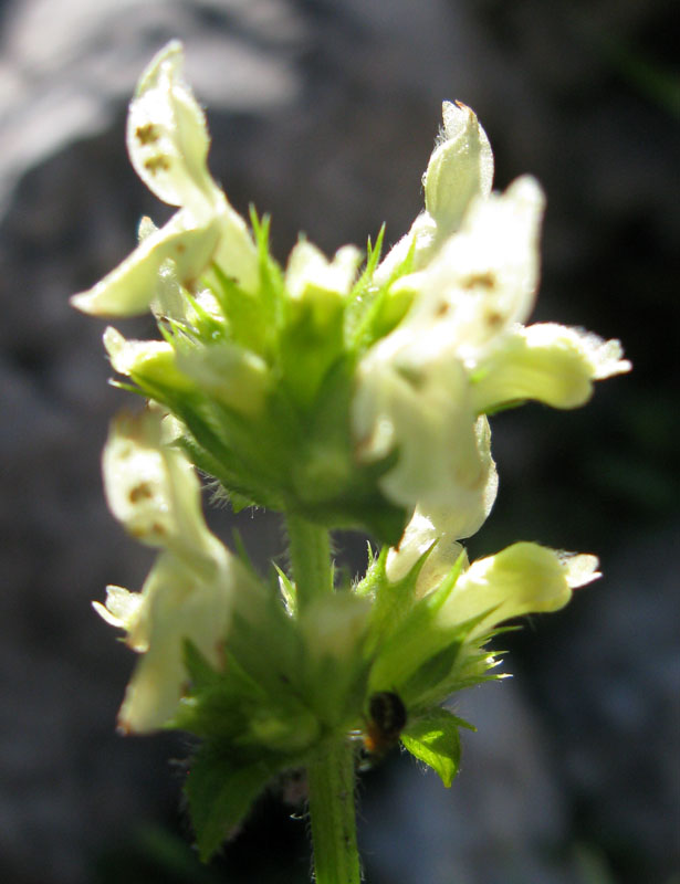 Lamiacées - Stachys sp - Autrichie red 2.jpg