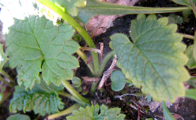 Lamiacées - Stachys sp - Autrichie red 3.jpg