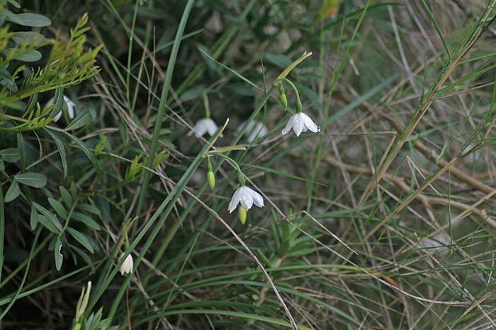 L. nicaeense 1.jpg