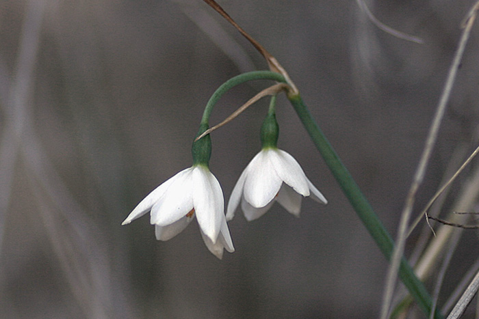 L. nicaeense 2.jpg