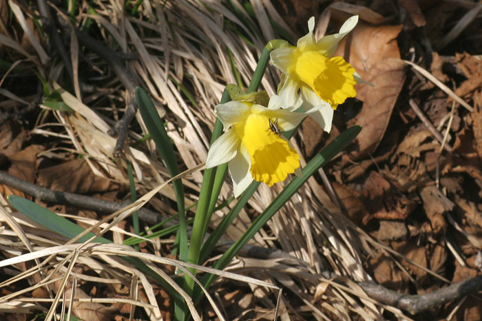 Narcissus pseudonarcissus 1.jpg