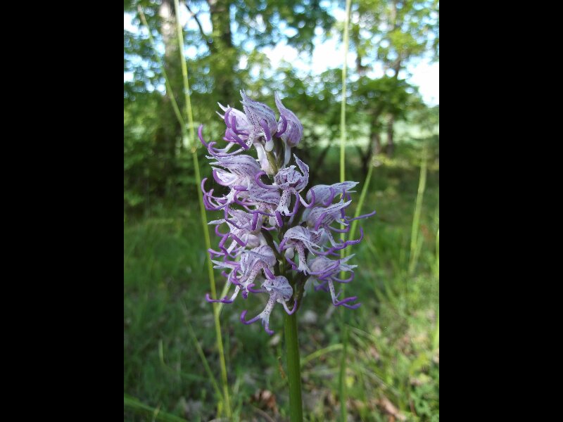 Orchis militaris ou simia??